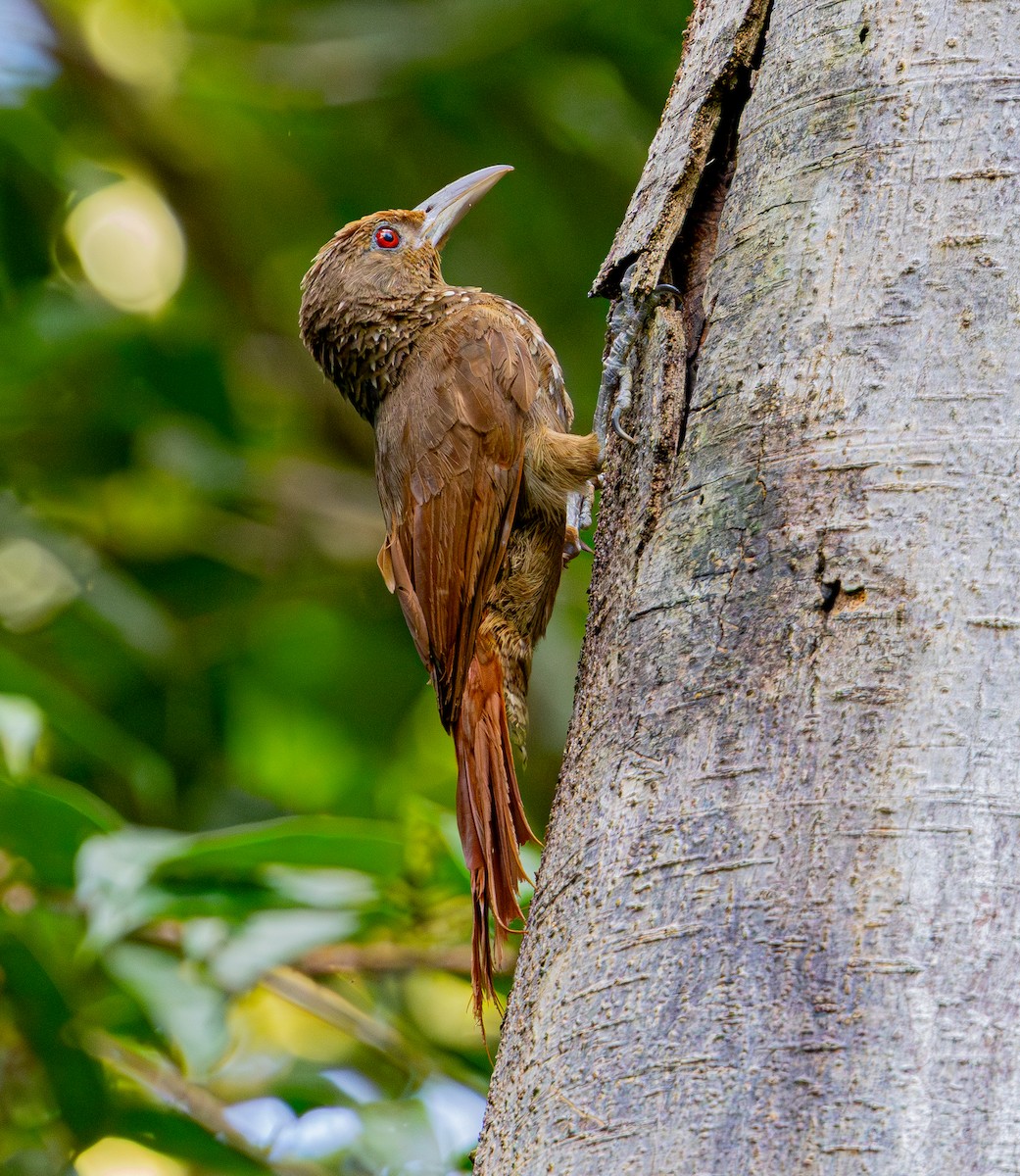Cinnamon-throated Woodcreeper - ML642499123