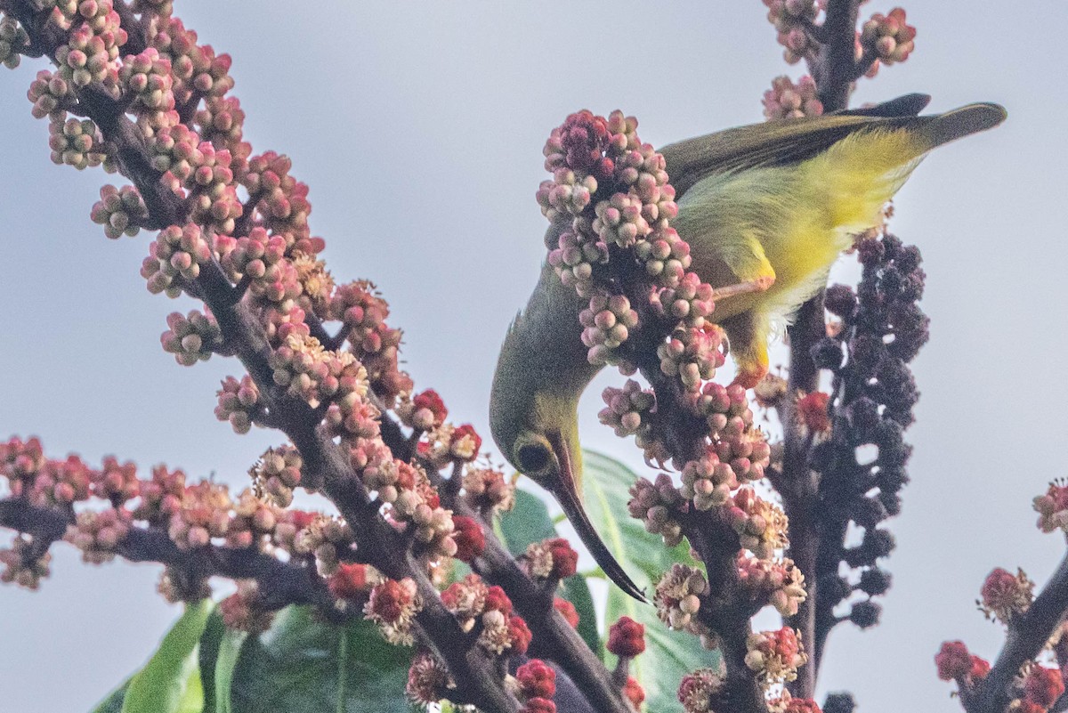 Spectacled Spiderhunter - ML642499125