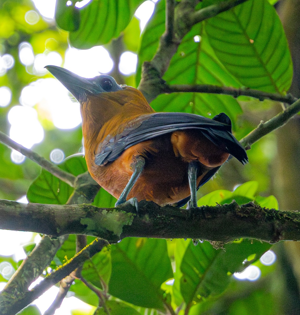 Capuchinbird - ML642499131