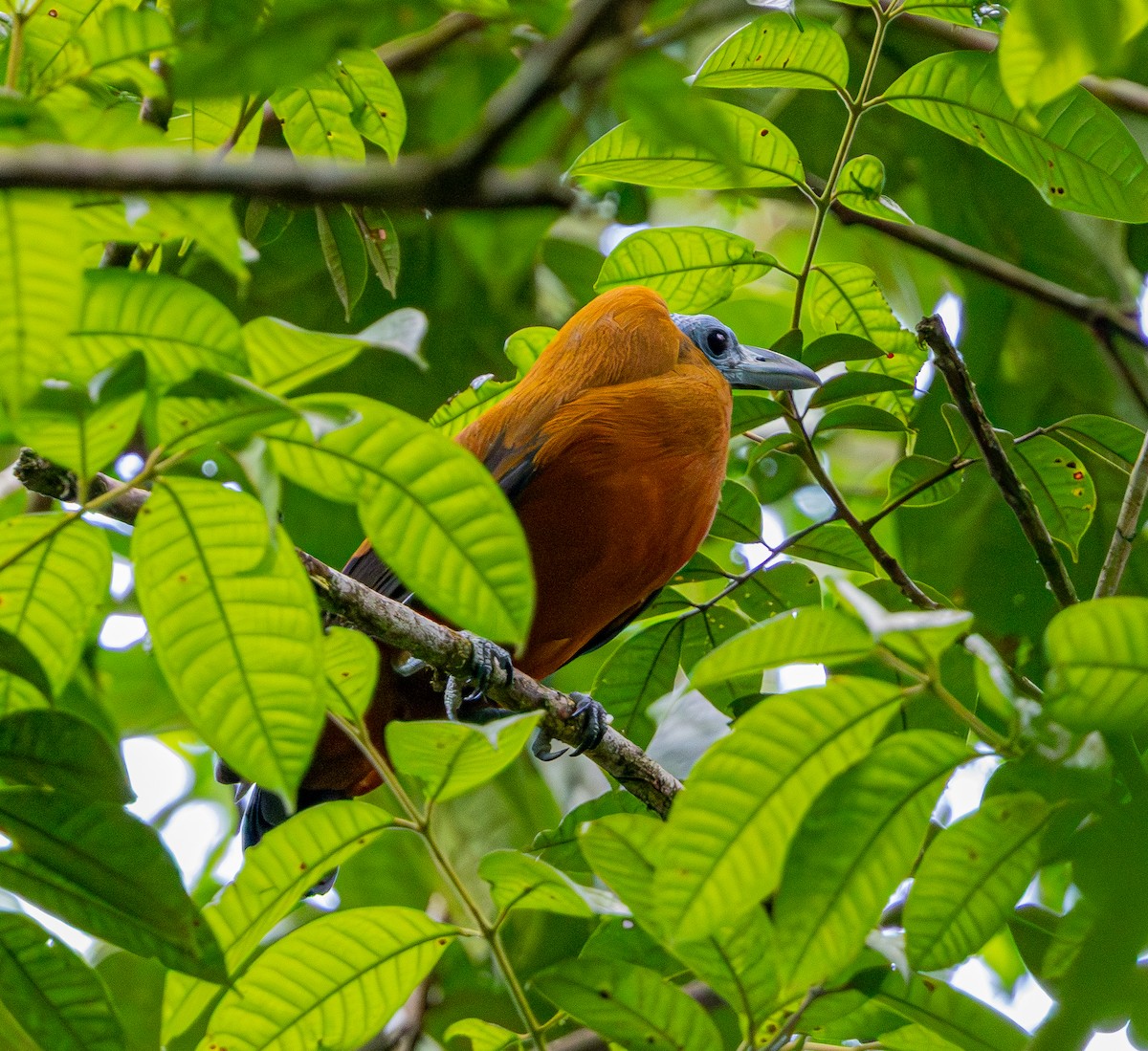 Capuchinbird - ML642499132