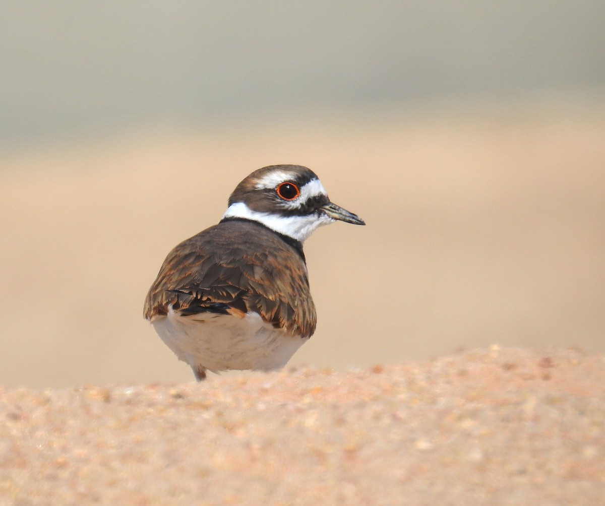 Killdeer - ML642499165