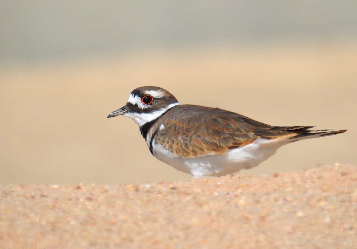 Killdeer - ML642499166