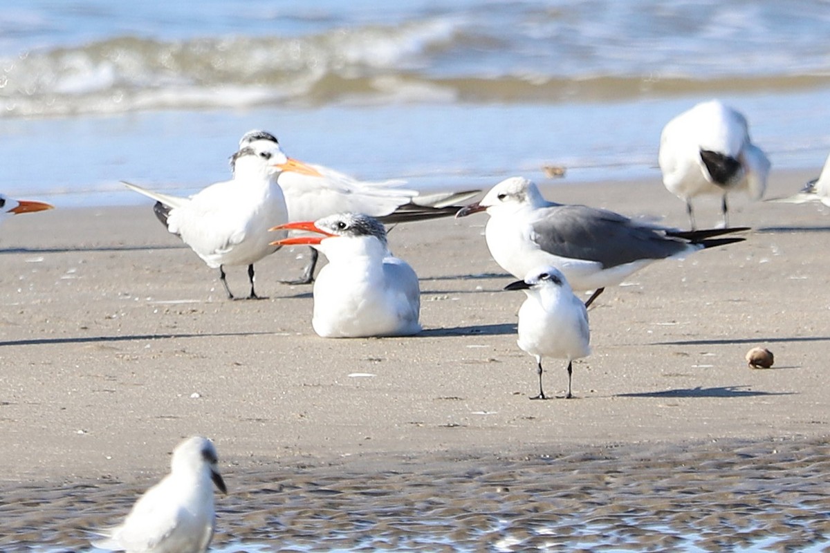 Gull-billed Tern - ML642499186
