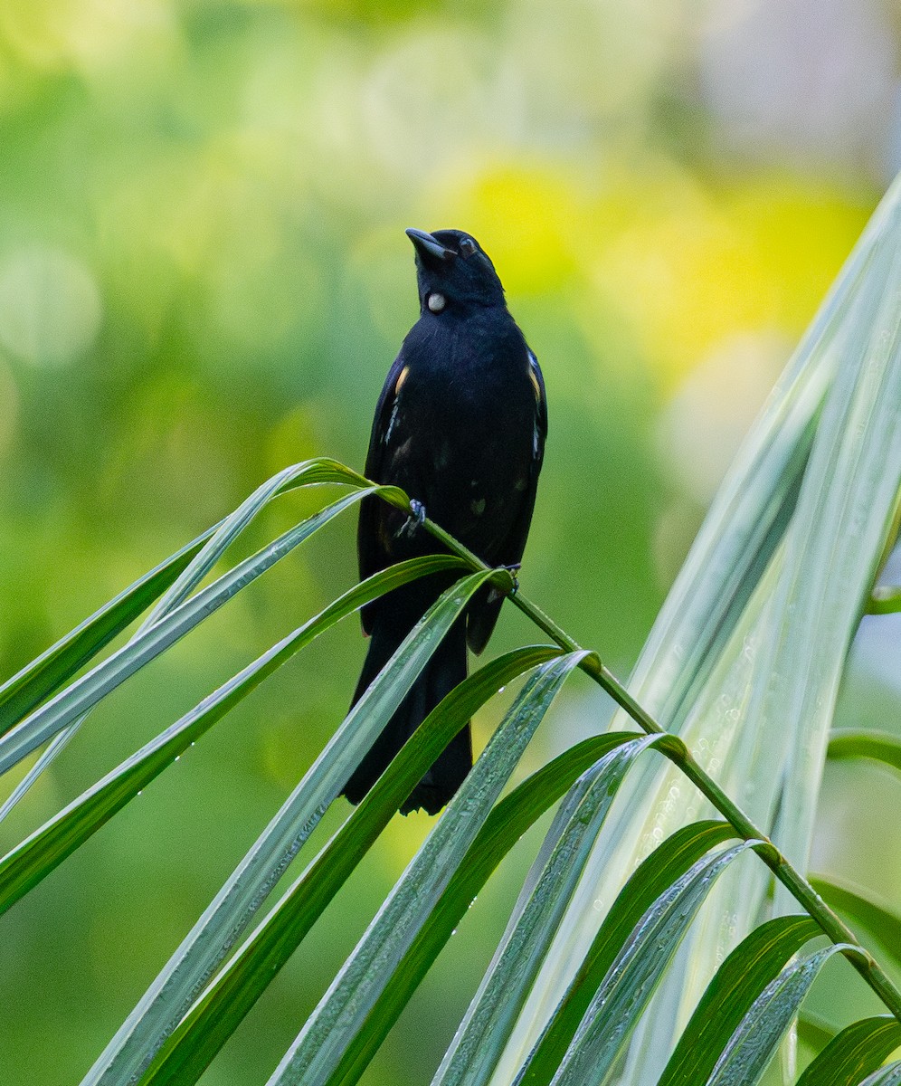 Fulvous-crested Tanager - ML642499202