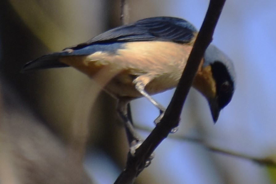 Fawn-breasted Tanager - ML642499214