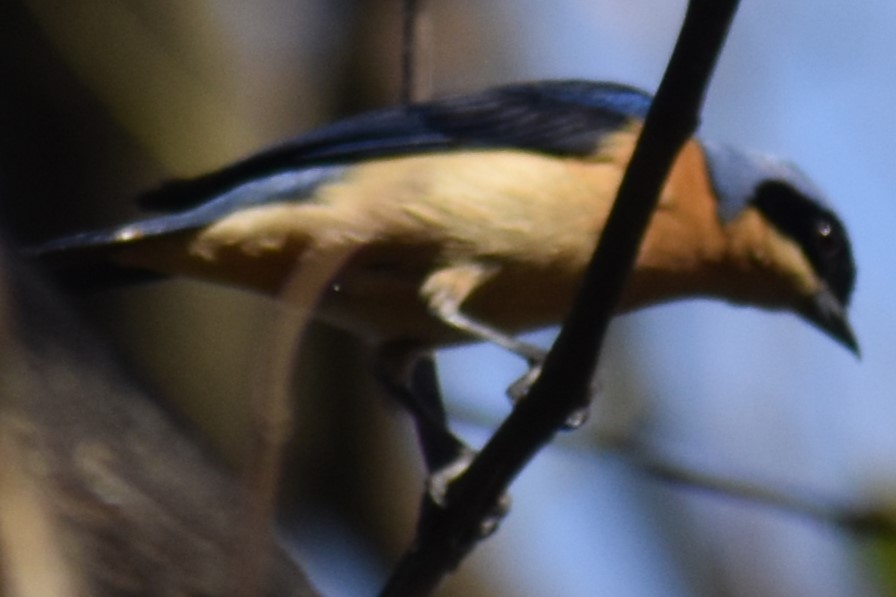 Fawn-breasted Tanager - ML642499215