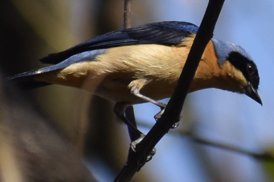 Fawn-breasted Tanager - ML642499216