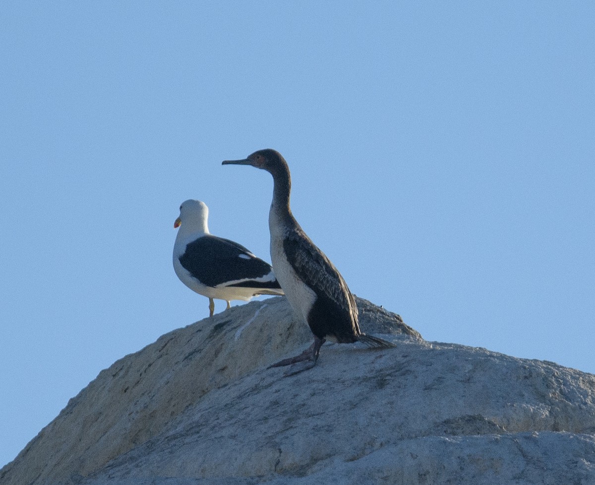 Guanay Cormorant - ML642499221