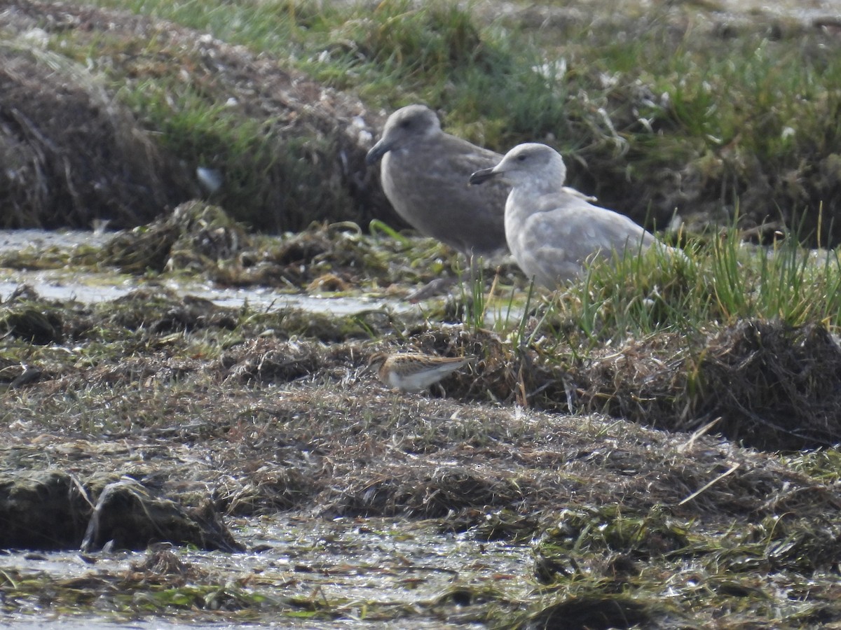 Sharp-tailed Sandpiper - ML642499255