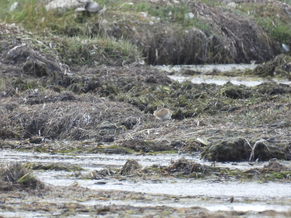 Sharp-tailed Sandpiper - ML642499256