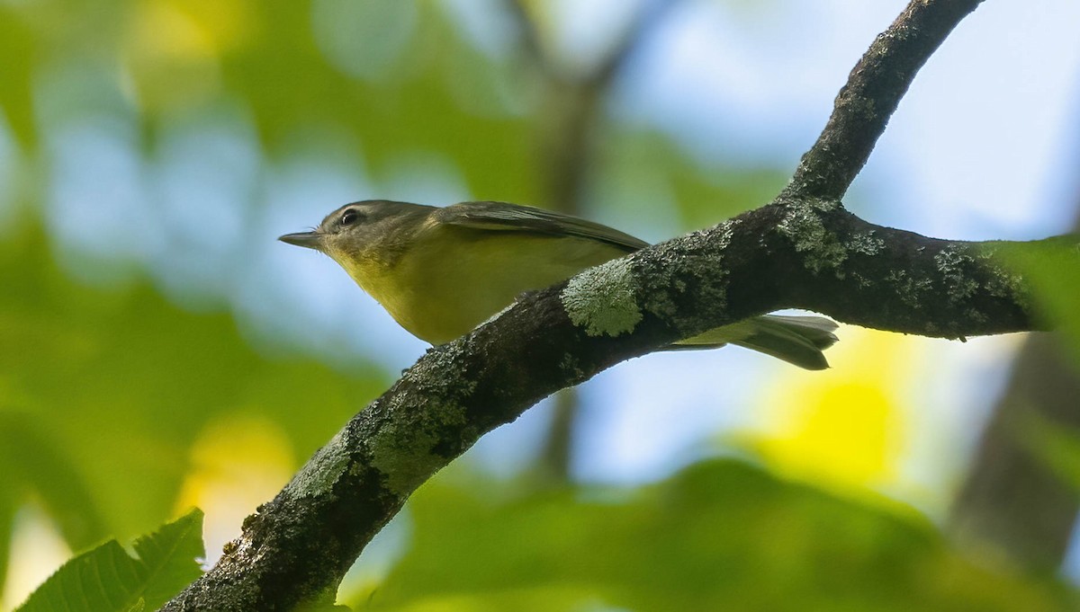 Philadelphia Vireo - ML642499260
