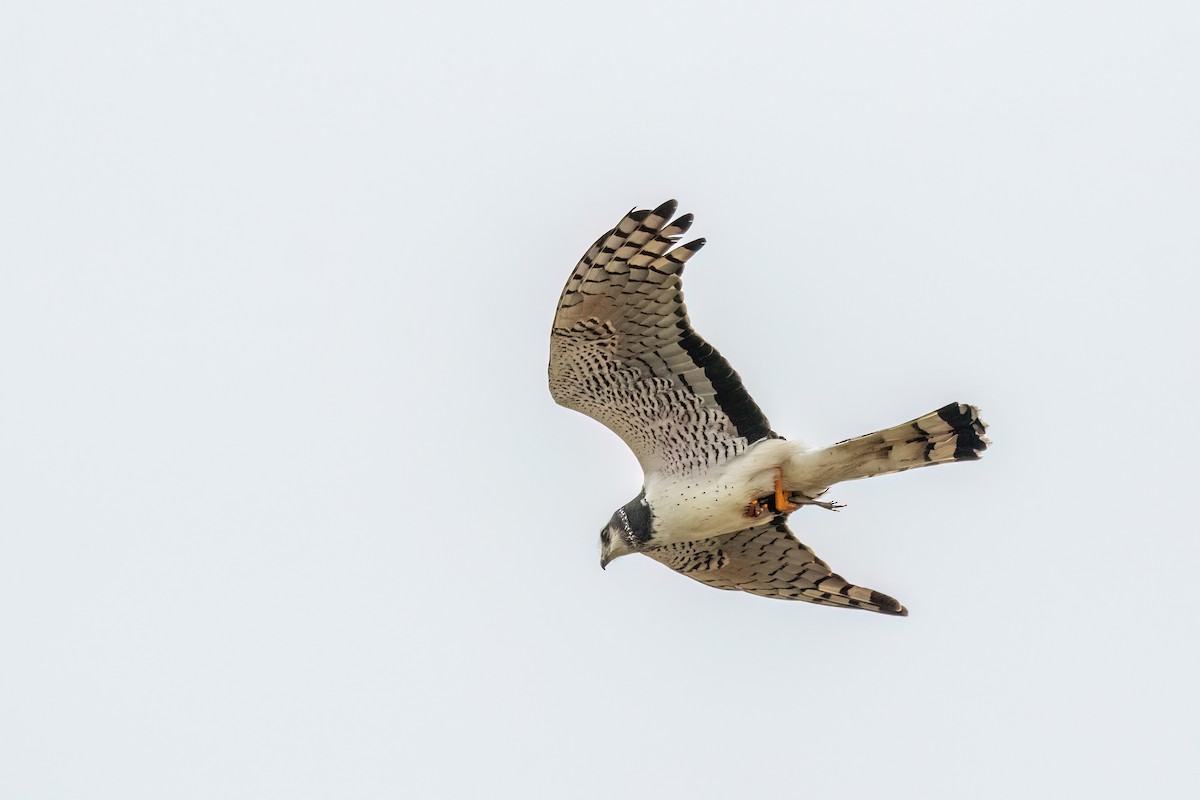 Long-winged Harrier - ML642499267