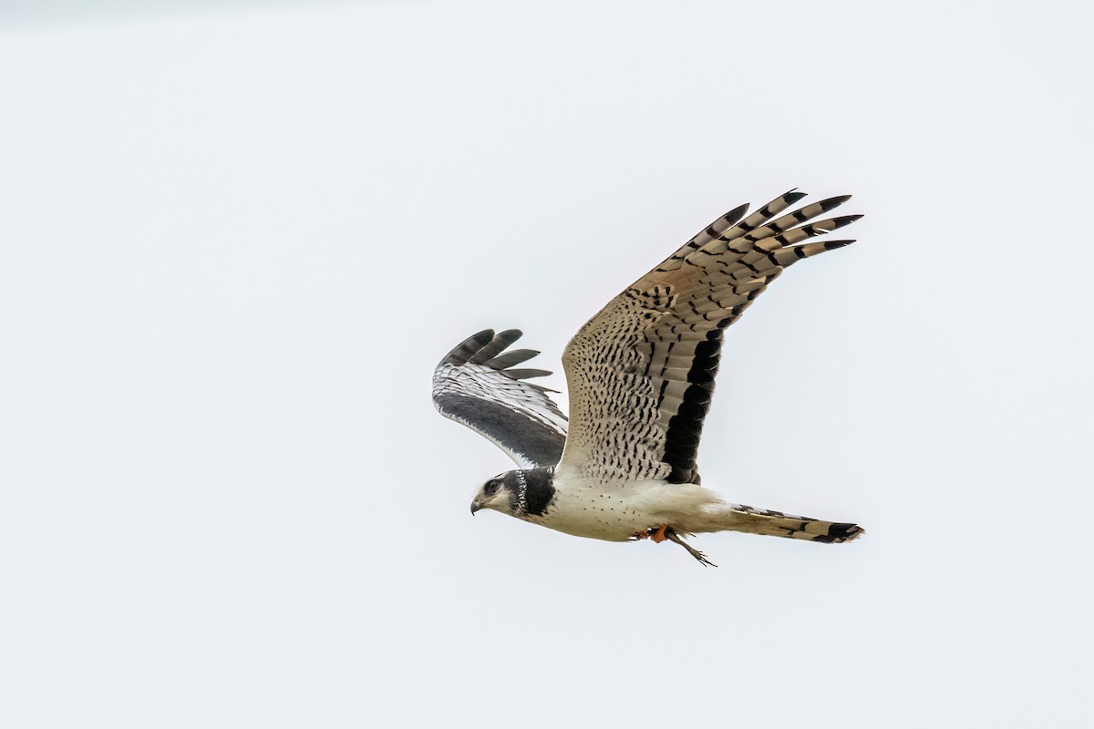 Long-winged Harrier - ML642499268