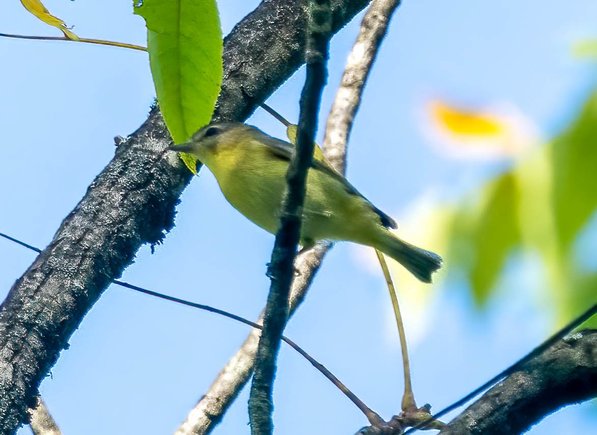 Philadelphia Vireo - ML642499273