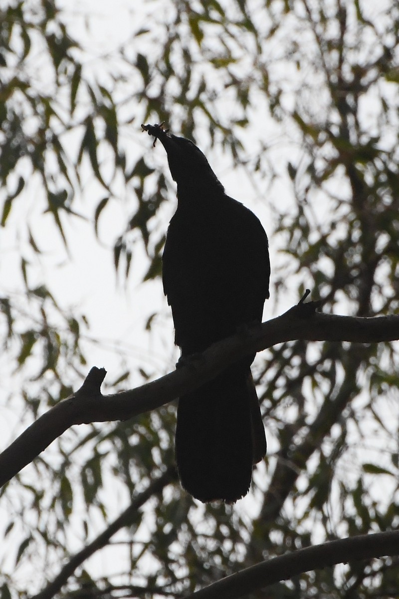 White-winged Chough - ML642499274