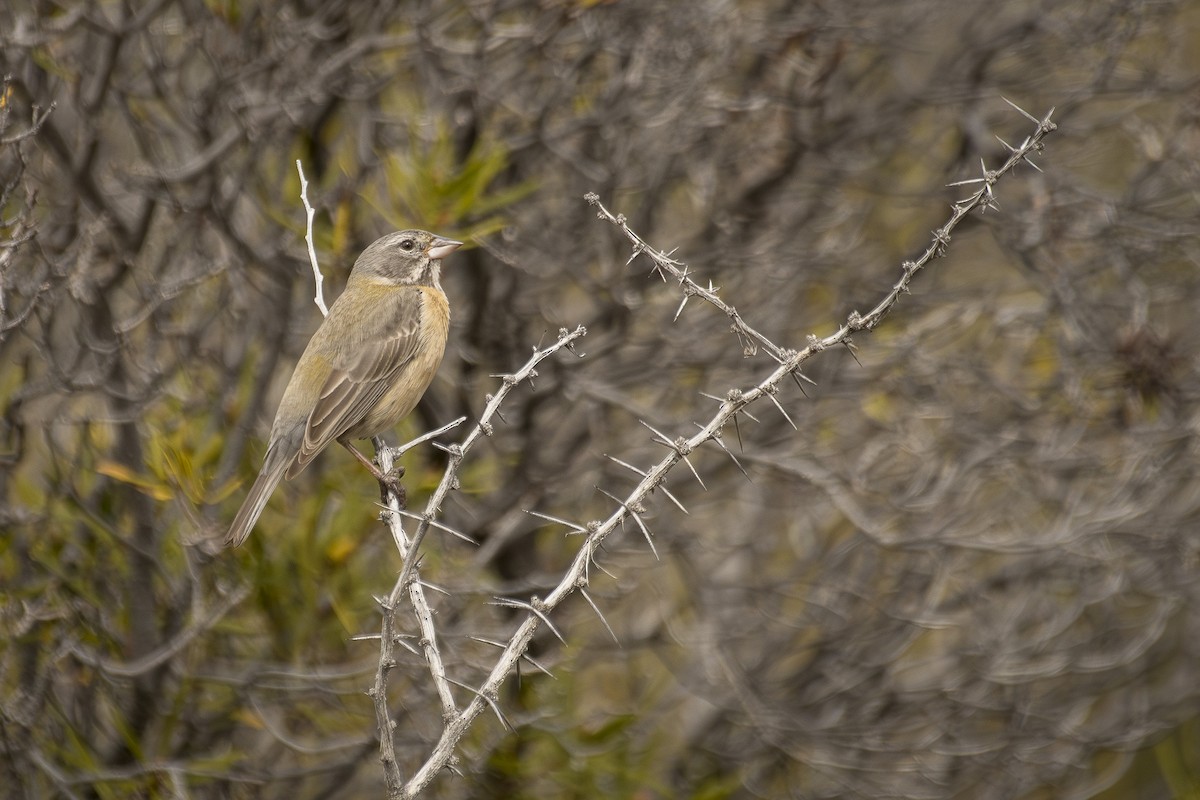 Gray-hooded Sierra Finch - ML642499276