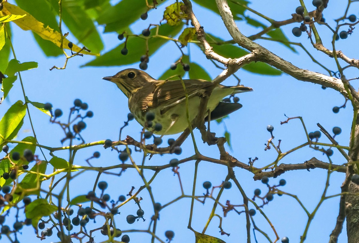 Swainson's Thrush - ML642499300