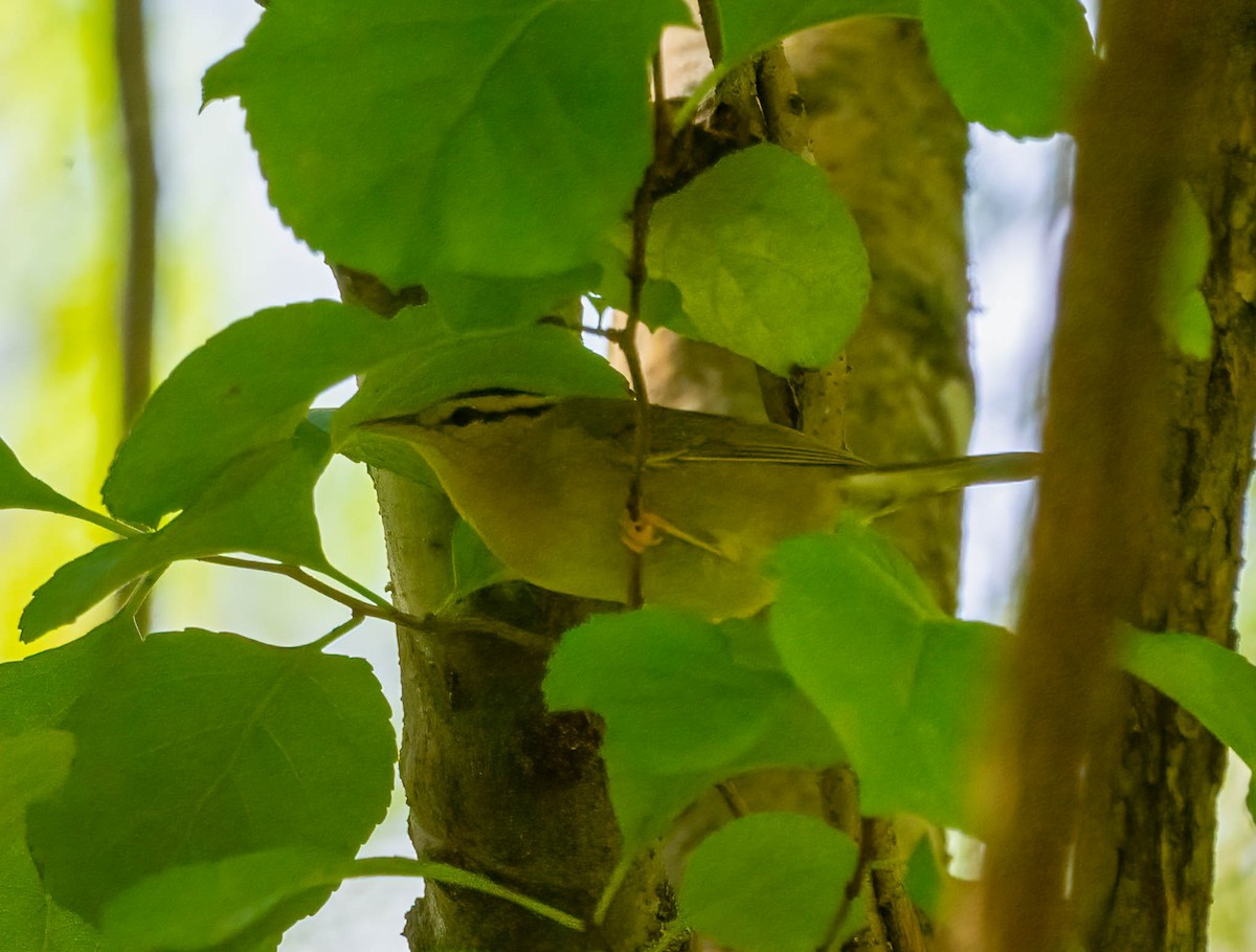 Worm-eating Warbler - ML642499318