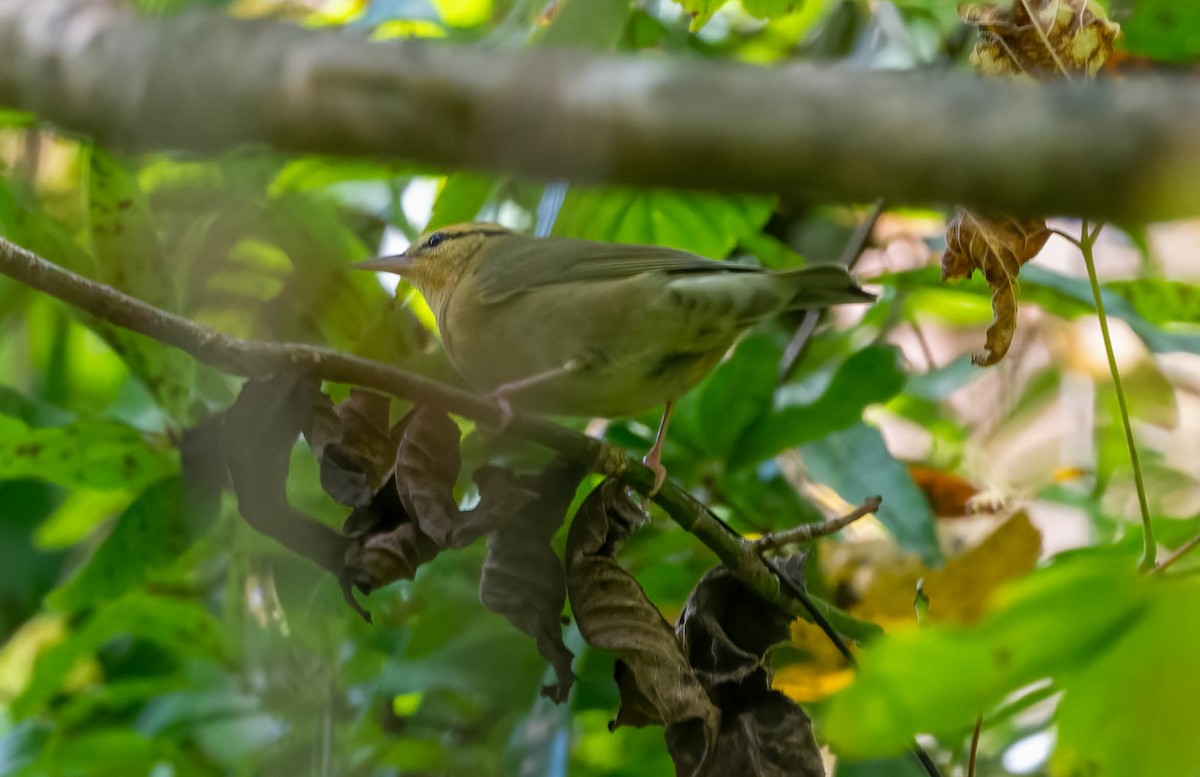 Worm-eating Warbler - ML642499331