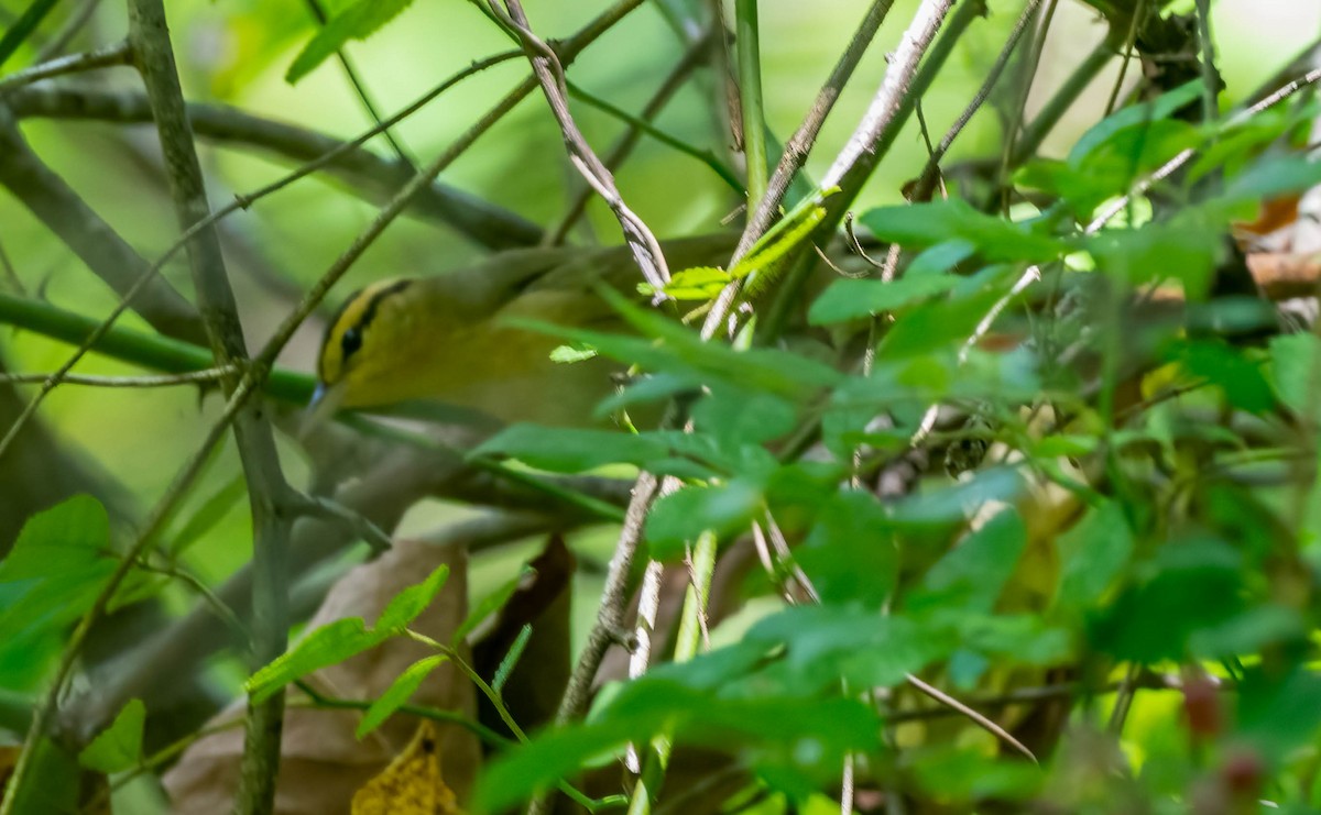 Worm-eating Warbler - ML642499355