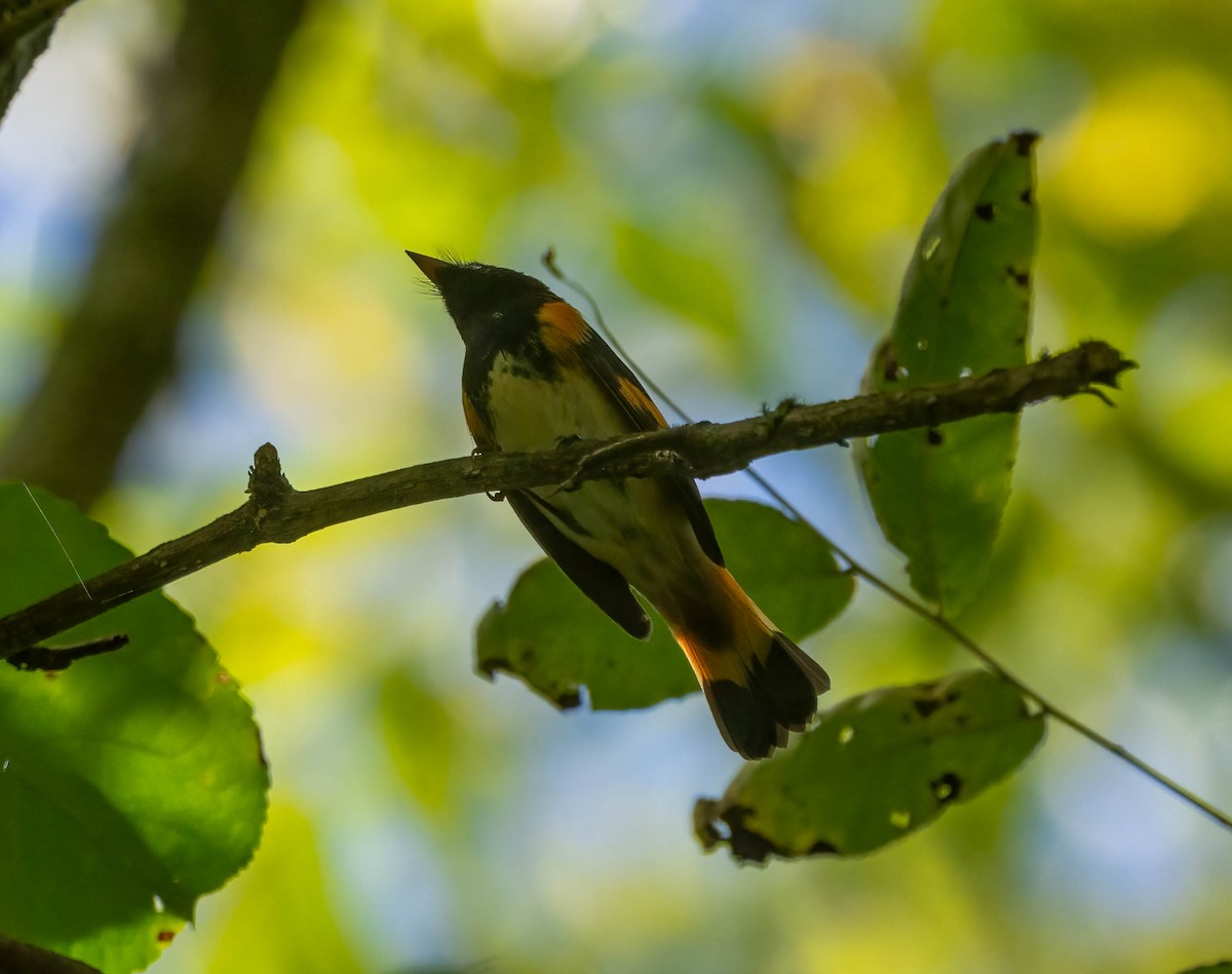 American Redstart - ML642499360