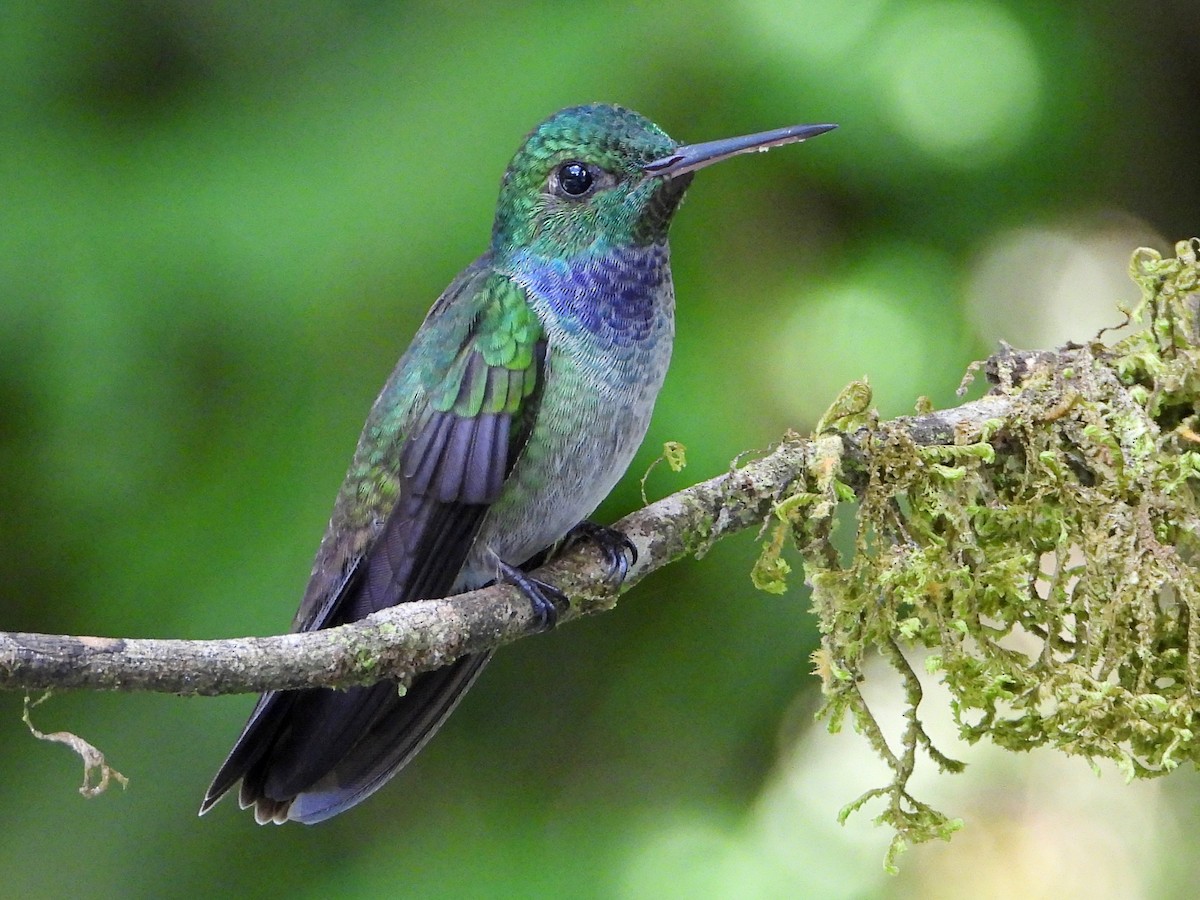 Blue-chested Hummingbird - ML642499363