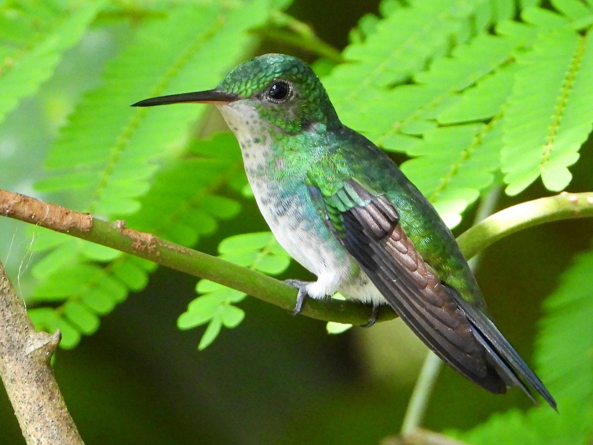 Blue-chested Hummingbird - ML642499380