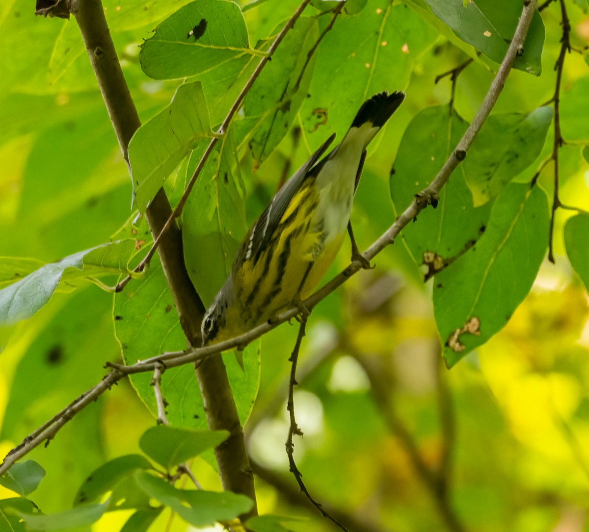 Magnolia Warbler - ML642499384