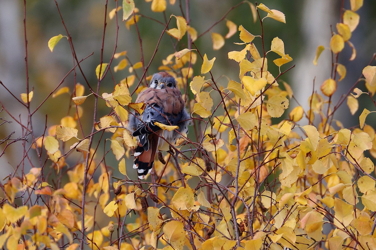 American Kestrel - ML642499391