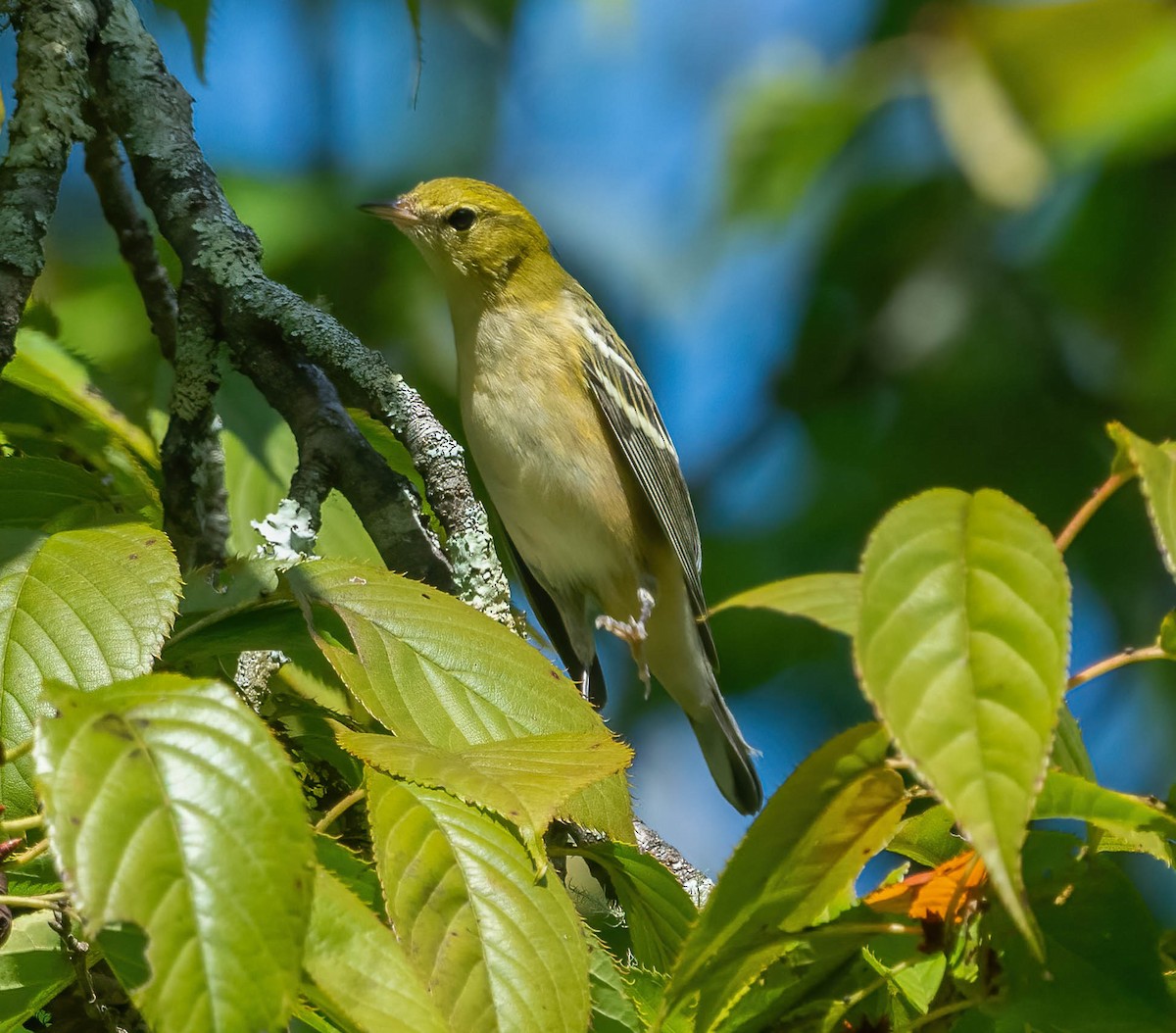 Bay-breasted Warbler - ML642499403