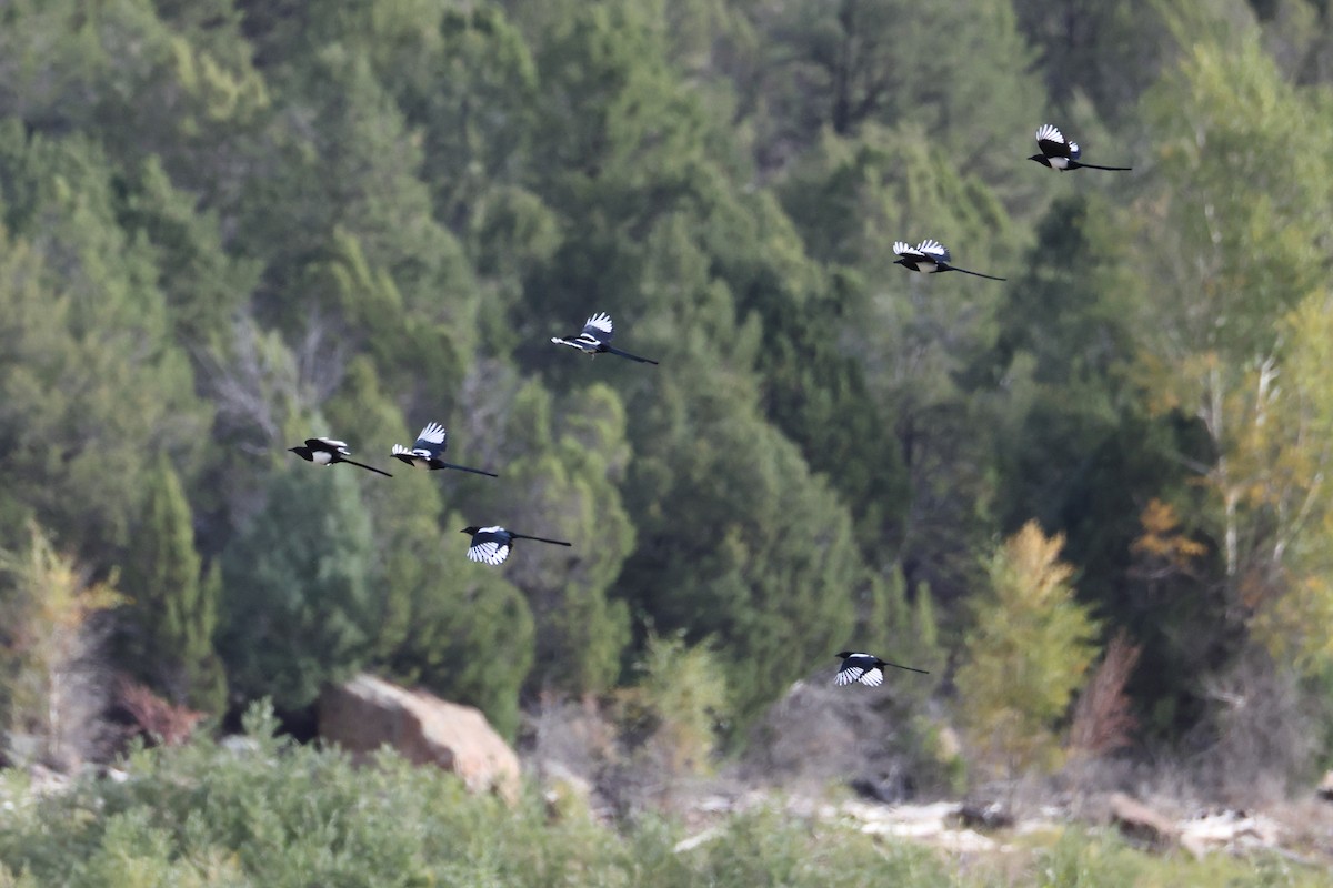Black-billed Magpie - ML642499408