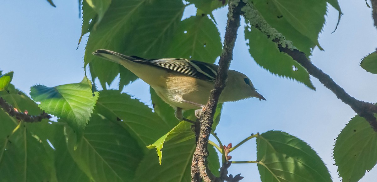Bay-breasted Warbler - ML642499424