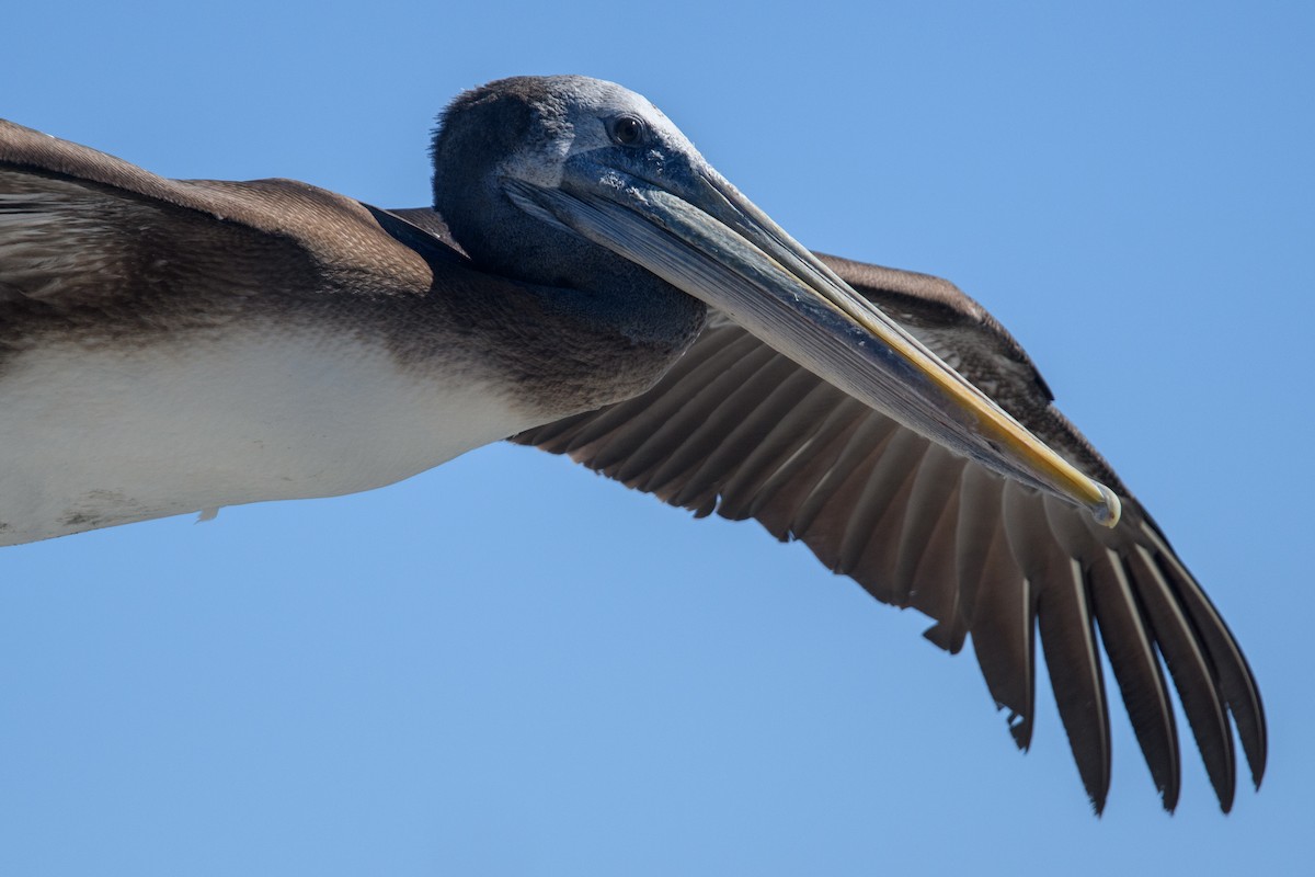 Peruvian Pelican - ML642499439