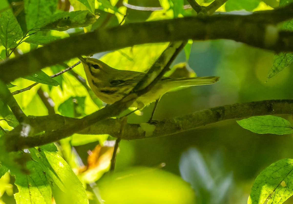 Prairie Warbler - ML642499445