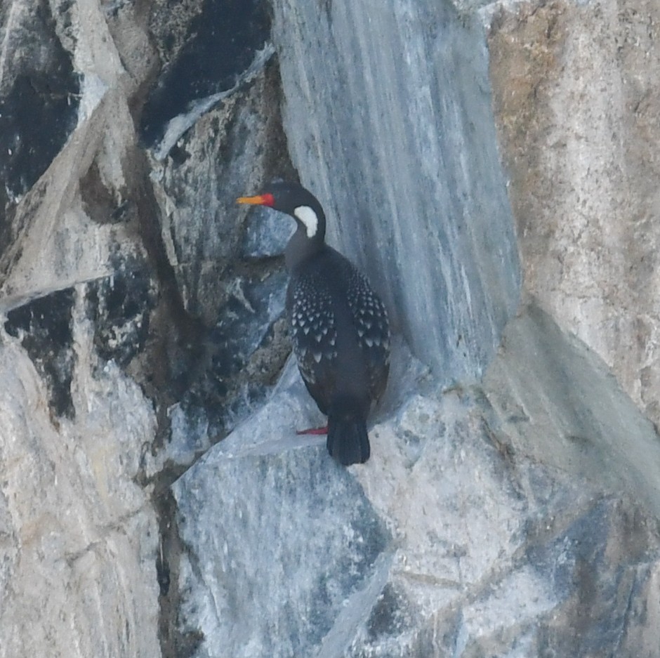 Red-legged Cormorant - ML642499456