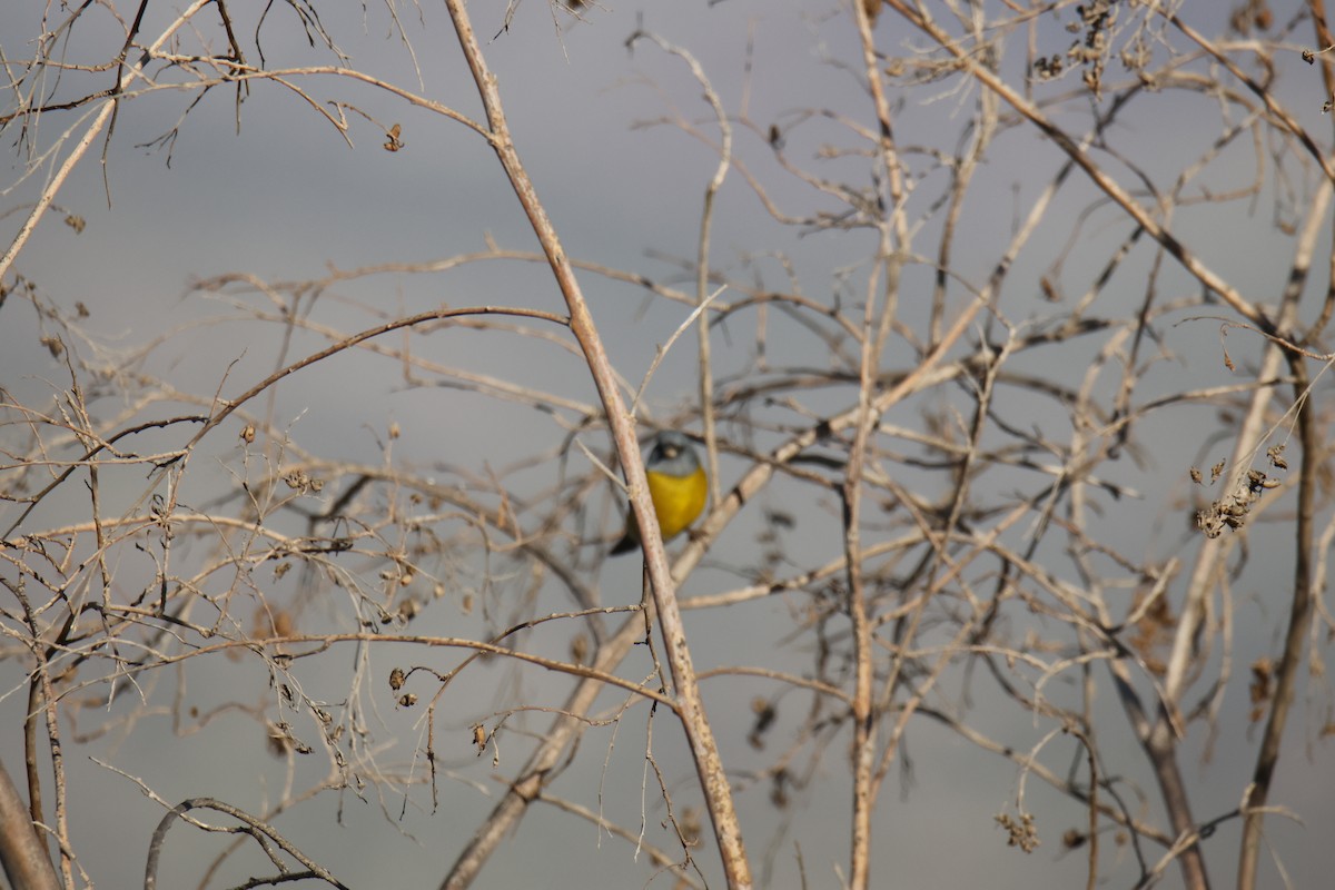 Gray-hooded Sierra Finch - ML642499460