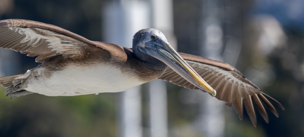Peruvian Pelican - ML642499463