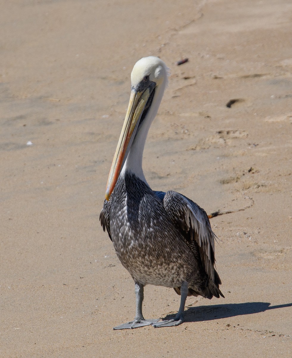 Peruvian Pelican - ML642499466