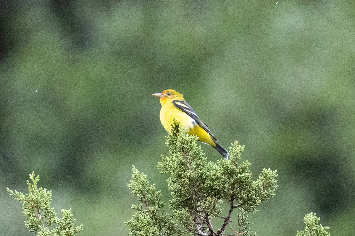 Western Tanager - ML642499479