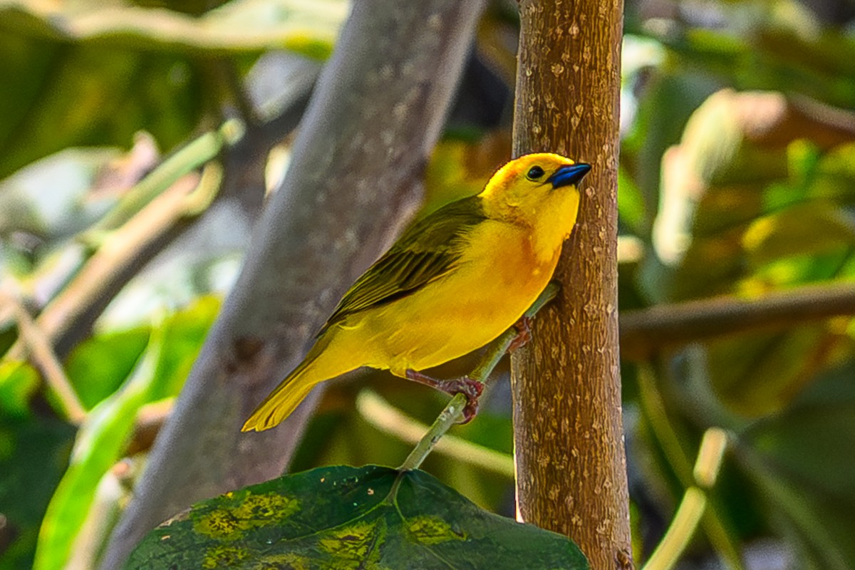 Taveta Golden-Weaver - ML642499503