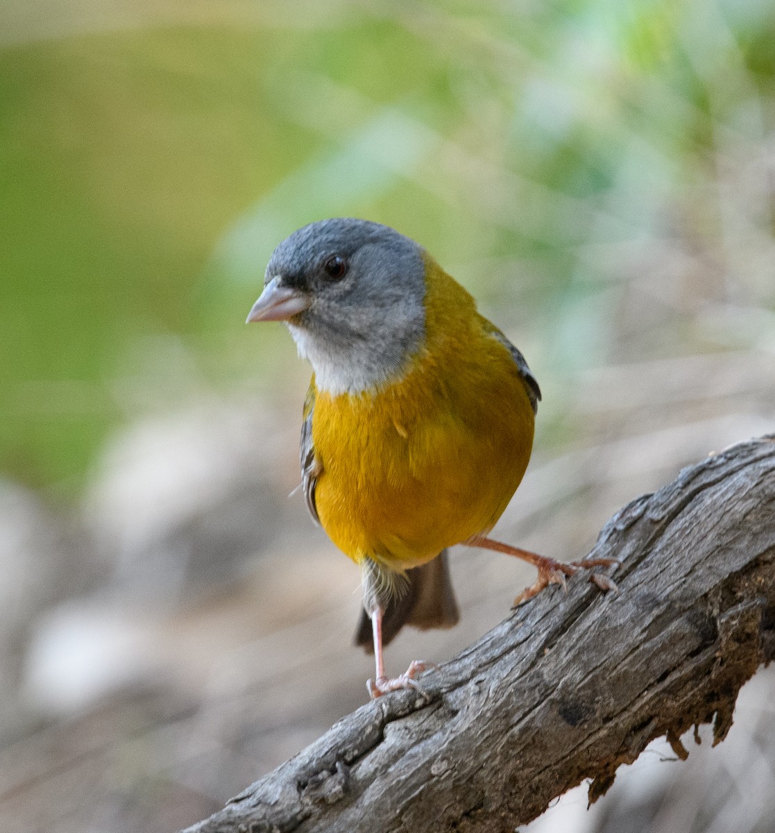 Gray-hooded Sierra Finch - ML642499512