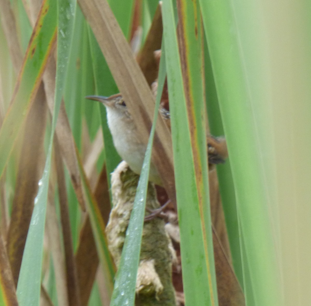 Marsh Wren - ML642499513