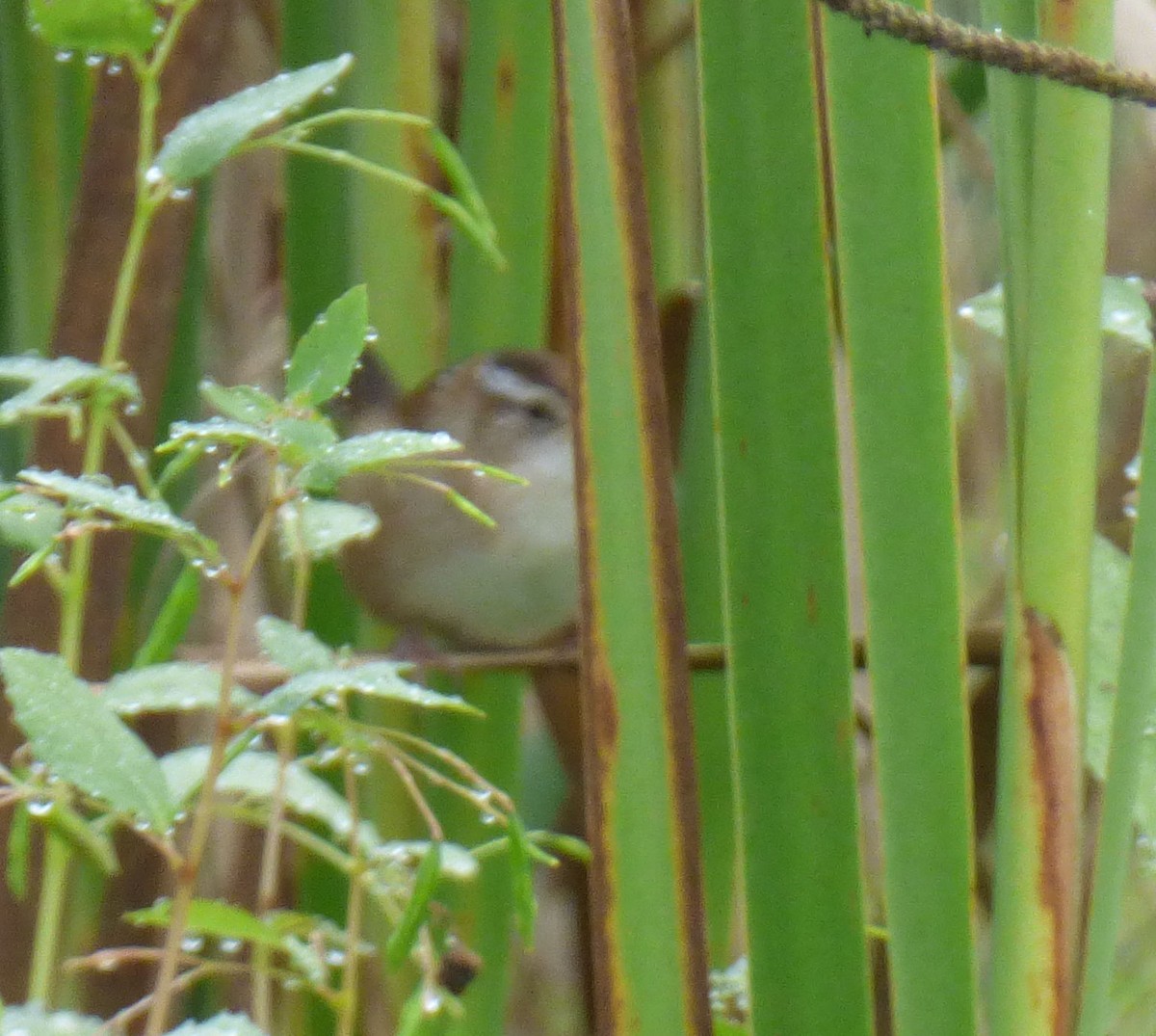 Marsh Wren - ML642499521