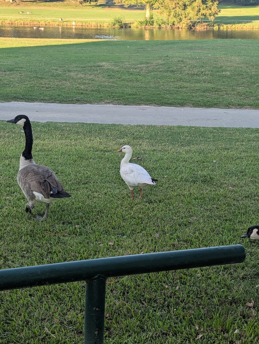 Ross's Goose - ML642499523