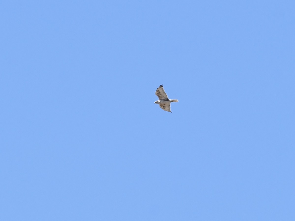 Ferruginous Hawk - ML642499529