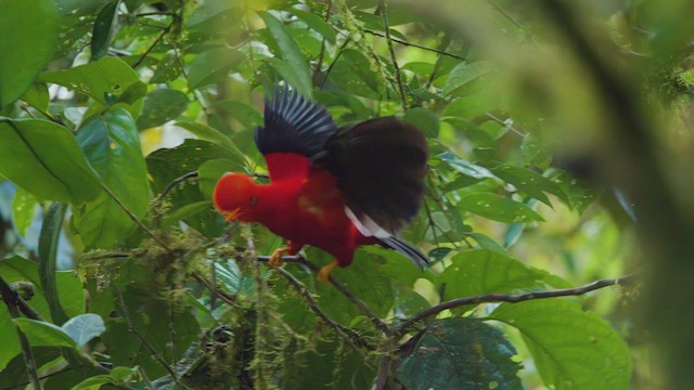 Andean Cock-of-the-rock - ML642499543