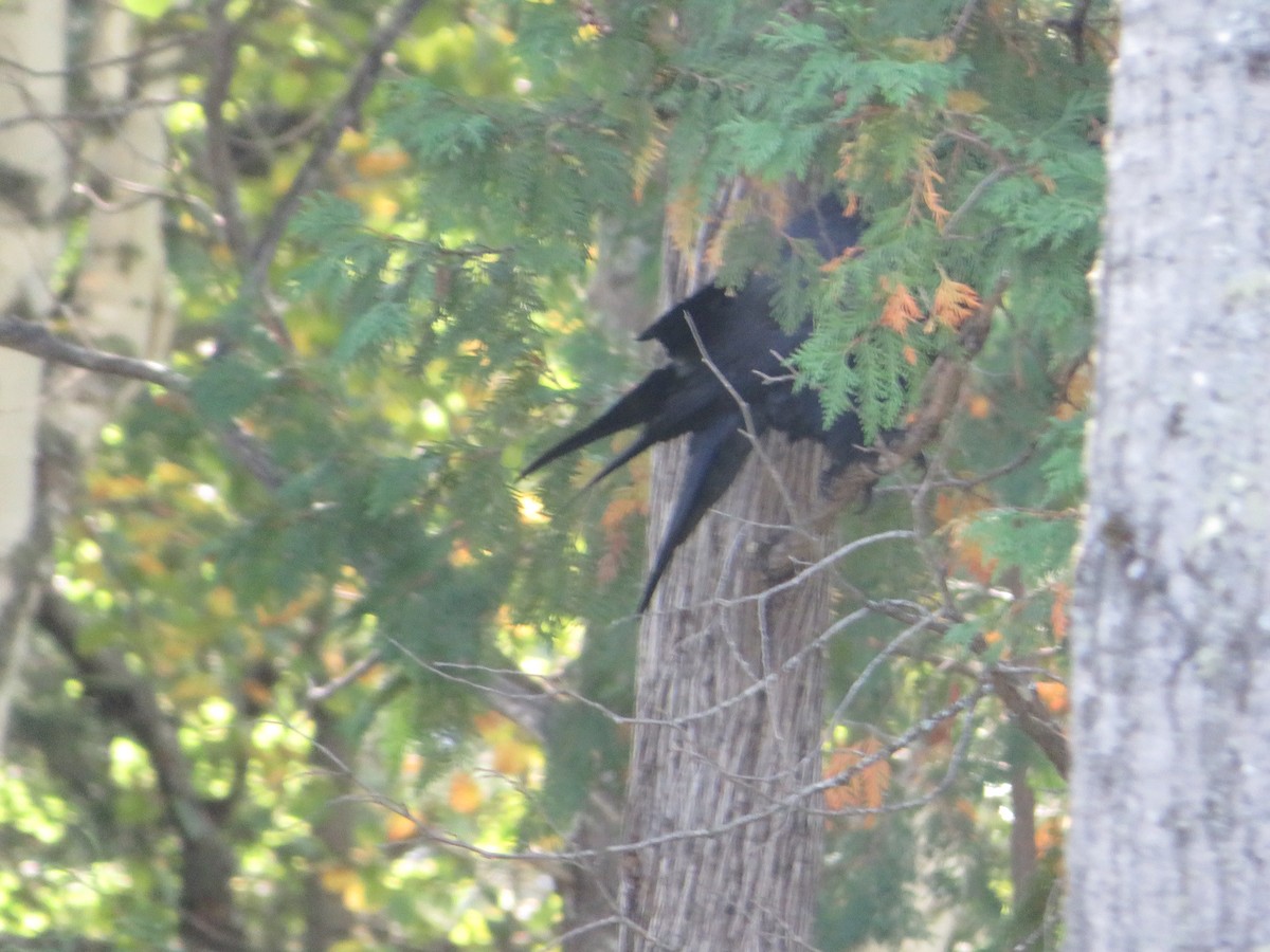 Common Raven - ML642499550