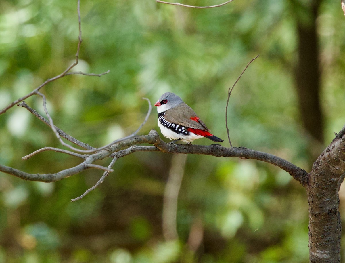Diamond Firetail - ML642499553