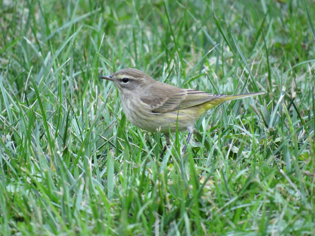 Paruline à couronne rousse - ML642499561