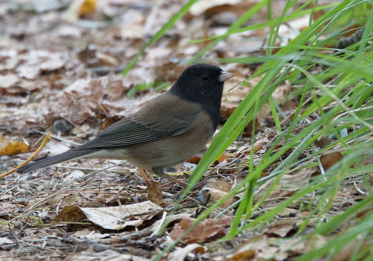 Dark-eyed Junco - ML642499563